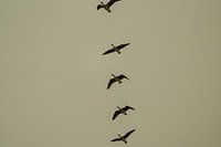 La grue e