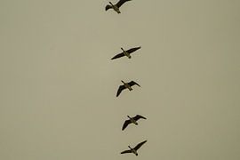 The crane e by Catch Chris