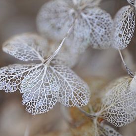 Hortensia van Ineke Klaassen