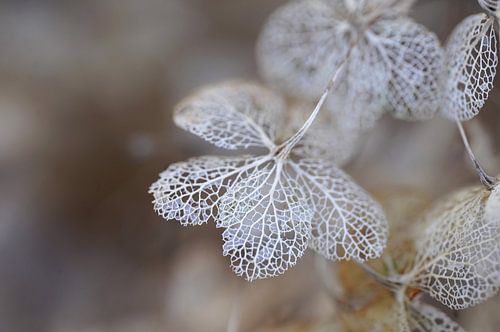 Hortensia van Ineke Klaassen