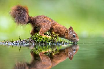 Eekhoorn weerspiegeling ... van Apple Brenner