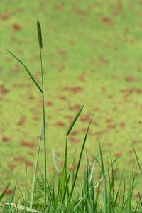 Standing Strong sur Karin Hendriks Fotografie