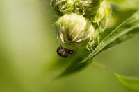 Een spin die zich verstopt onder een bloem