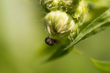 Een spin die zich verstopt onder een bloem van Robrecht Kruft