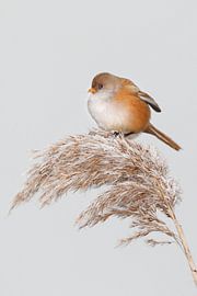 Homme barbu dans les roseaux en hiver