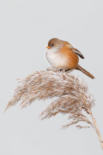 Baardman in het riet in de winter