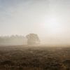Wanneer de bomen door de mist komen van Mart Houtman