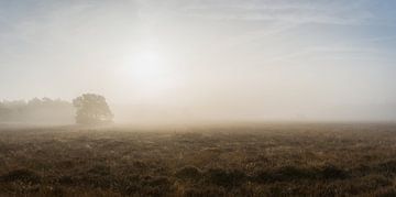 Wanneer de bomen door de mist komen