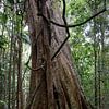 A true rainforest giant by Frank's Awesome Travels