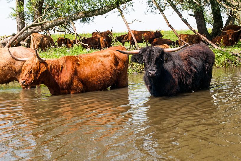 Schotse Hooglanders in het water van Fotografie Arthur van Leeuwen