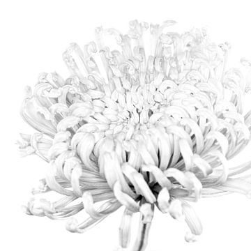 "High key" bloem zwartwit 2 van Albert Mendelewski