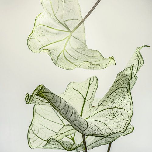 Catch me when I fall 1 Basic Japandi