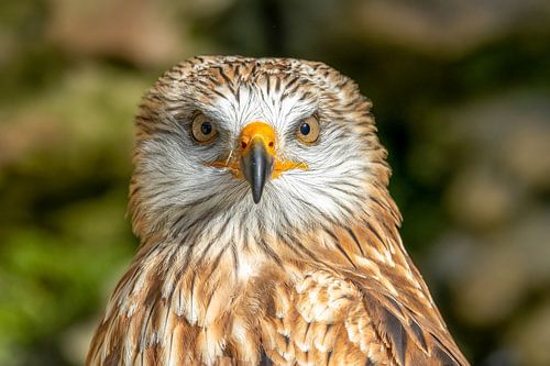 A portrait of a red kite