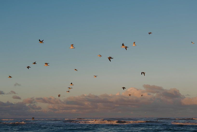 Meeuwen tijdens zonsopkomst boven de zee van Sander de Vries