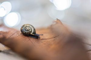 herfst slakje van Tania Perneel