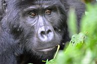 Hochland-Gorillas, Uganda von Jan Fritz Miniaturansicht
