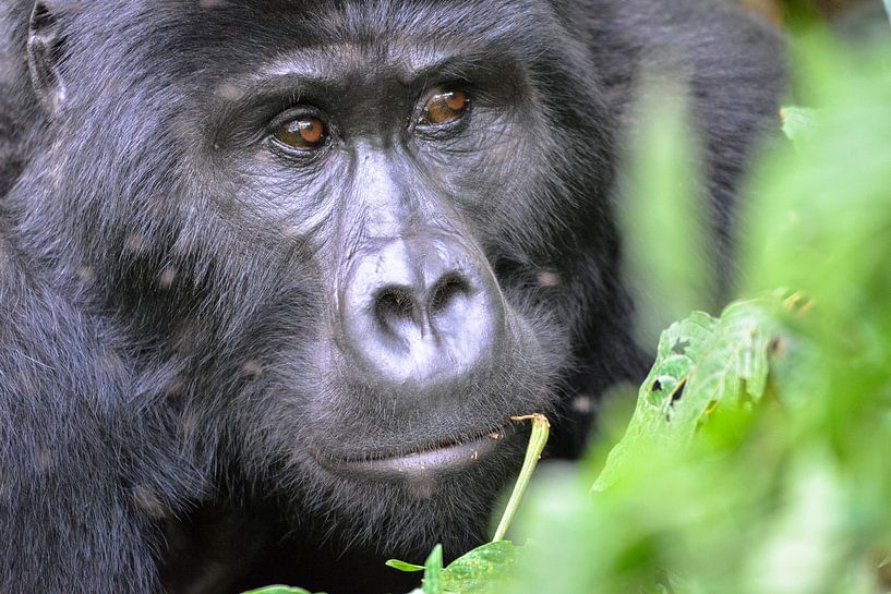 Hochland-Gorillas, Uganda von Jan Fritz