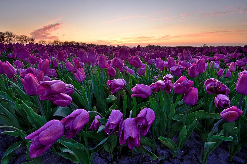 Fuchsia kleurige tulpen bij zonsondergang van John Leeninga