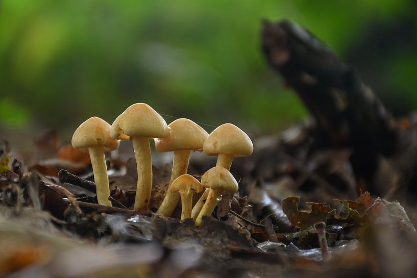 Tête de soufre / touffe de soufre (Hypholoma fasciculare) par Henk de Boer
