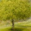 Baum im Frühlingskleid von Maren Müller Photography
