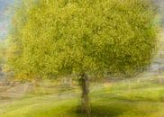 Baum im Frühlingskleid von Maren Müller Photography Miniaturansicht