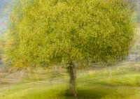 Baum im Frühlingskleid