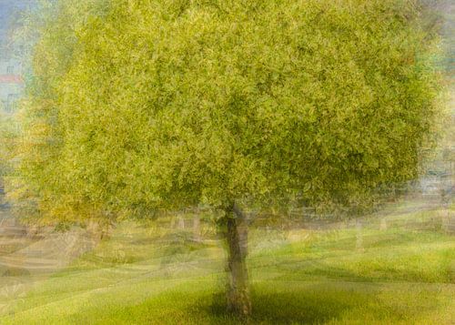 Tree in spring dress