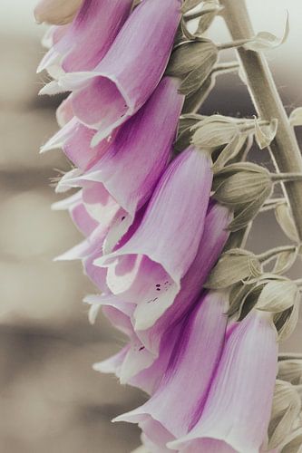 Prachtige vingerhoedskruid zomerbloemen