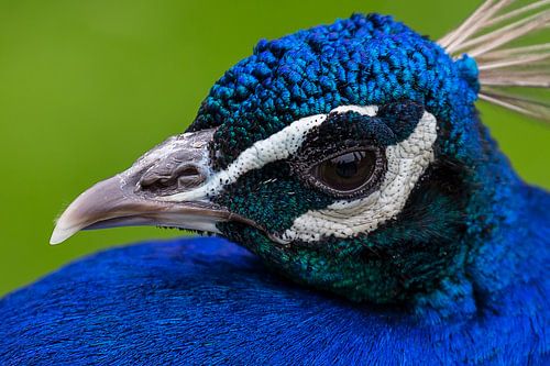 Auge in Auge