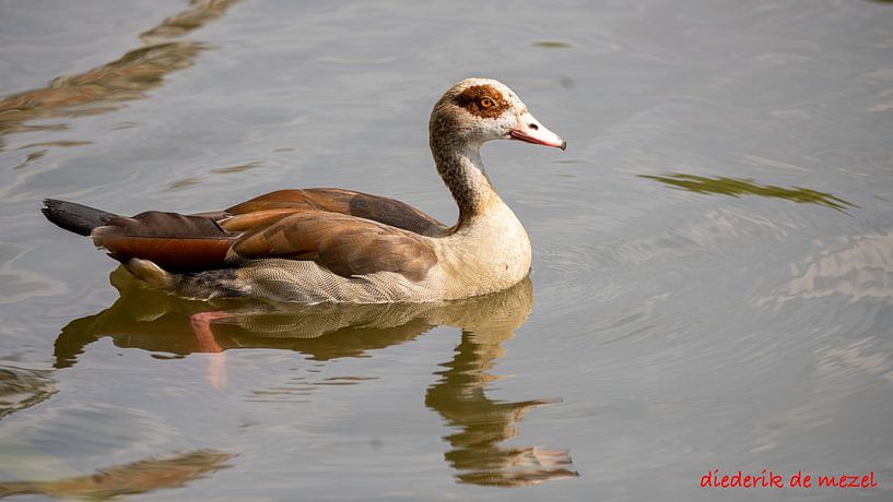 Nature and animals by Diederik De Mezel