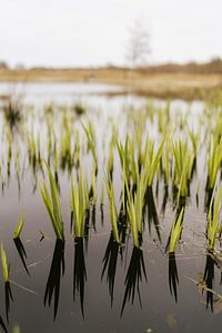 Pond Burgh-Haamstede