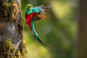 Quetzal (Pharomachrus mocinno)