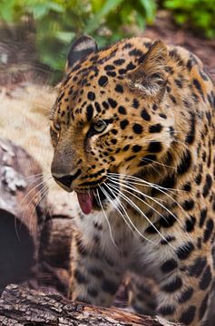 Muzzle of a beautiful Far Eastern leopard close-up against the background of forest litter and logs, by Michael Semenov