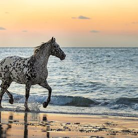 Appaloosa paard dravend op strand van Shirley van Lieshout