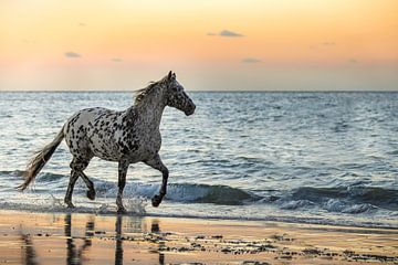 Appaloosa paard dravend op strand van Shirley van Lieshout