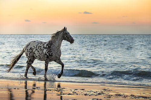 Cheval Appaloosa trottant sur la plage