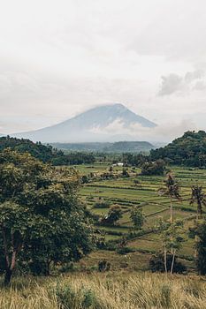 Paradise Views: Rice fields and Mount Agung in Enchanting Bali
