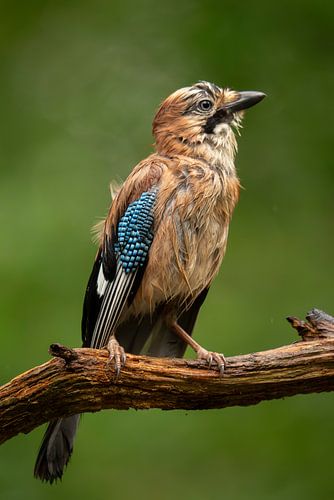 The Jay