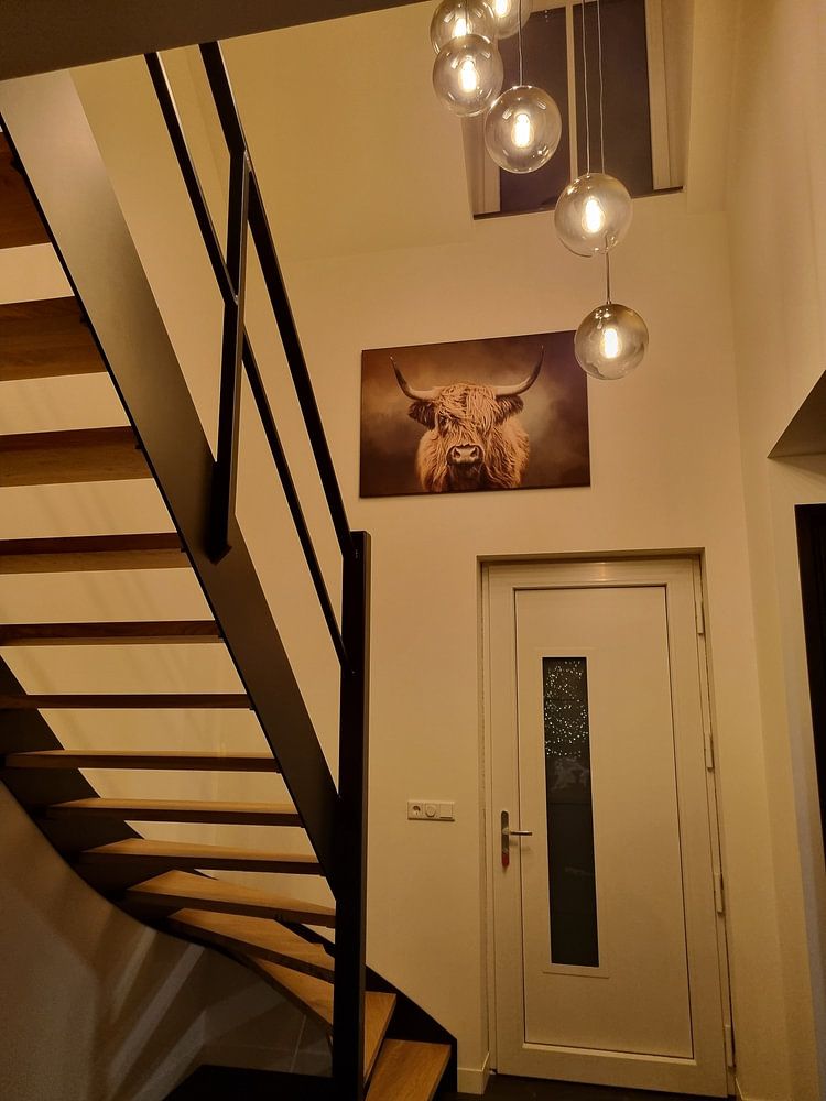 Scottish Highland Cow  by Diana van Tankeren 