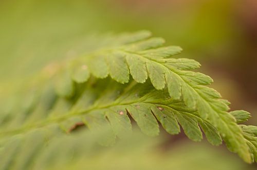 Groene varen in het bos