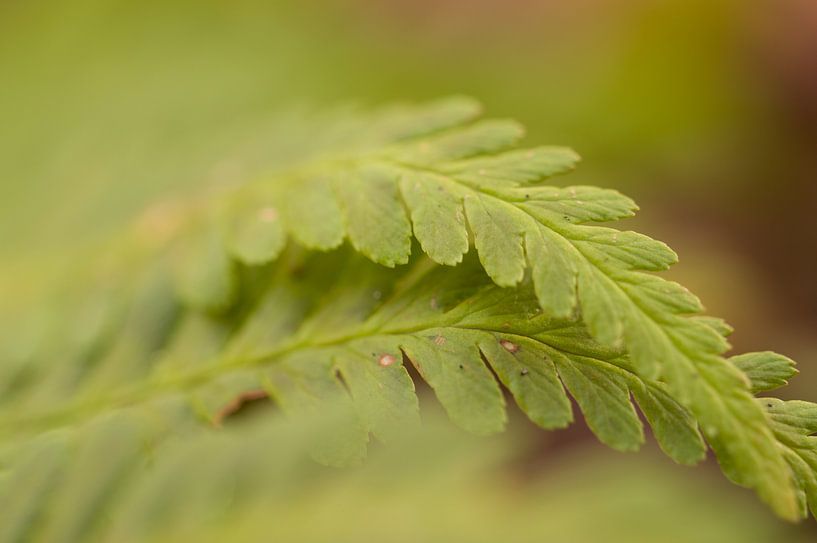 A green fern in the woods by Be-eR fotografeert
