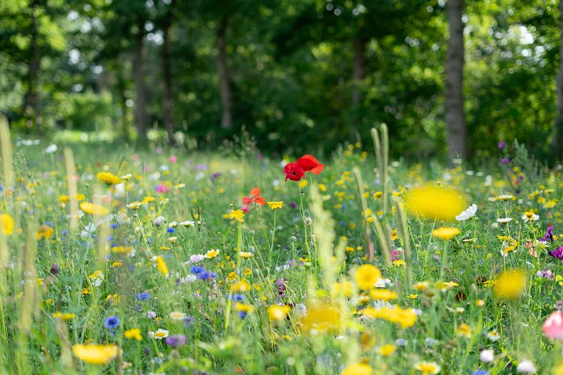 Fine Art Nature Photography | Champ de fleurs coloré | Fleurs par BY Patries