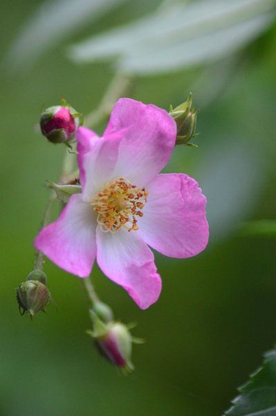 roze bloem van Joke te Grotenhuis