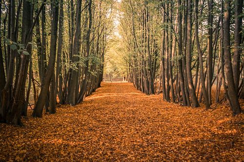 Herfst in het bos