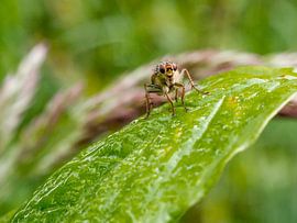 Vlieg op blaadje frontaal by Raymond Schrave