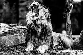 Gapende leeuw sur Joan le Poole