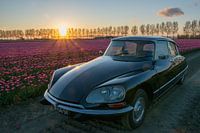 Citroen DS (snoek) bij tulpenveld