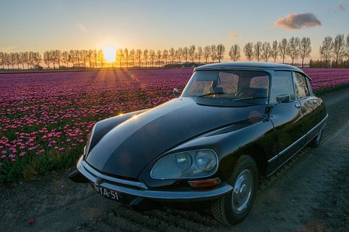 Lemon DS (Hecht) im Tulpenfeld