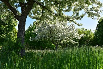 Appelbomen in bloei in het park van Claude Laprise