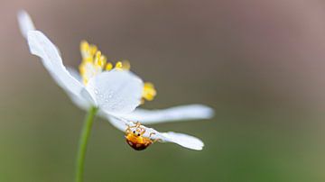 Wood anemone with mildew ladybird by Marjan van der Heijden